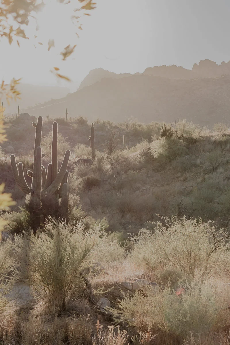 Tucson Ayurveda Vajrayurveda